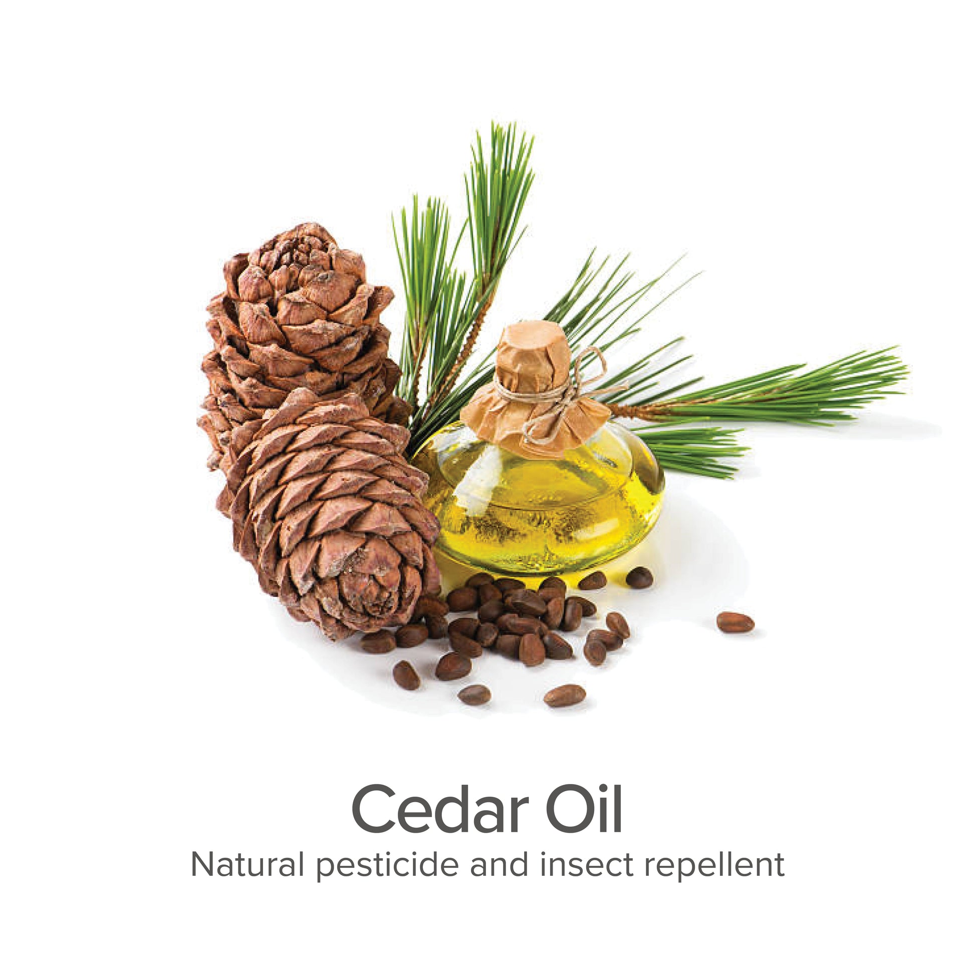 Purrfect Pet Kingdom cedar oil flea spray: yellow oil in glass bottle with brown pine cones, green needles, and seeds.