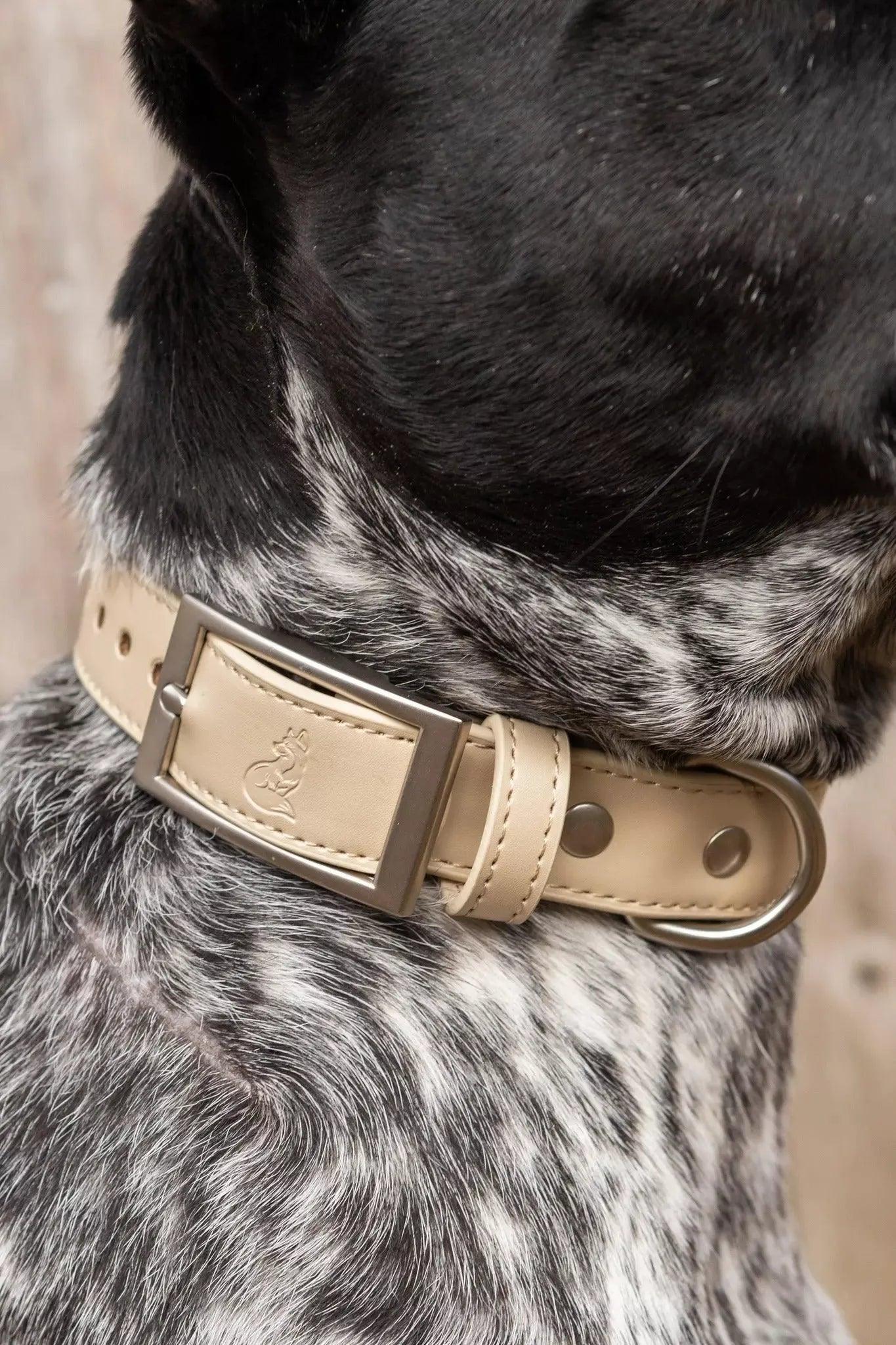 Champagne Fizz Vegan Leather Dog Collar - Leather Dog Collar - Aria the Fox