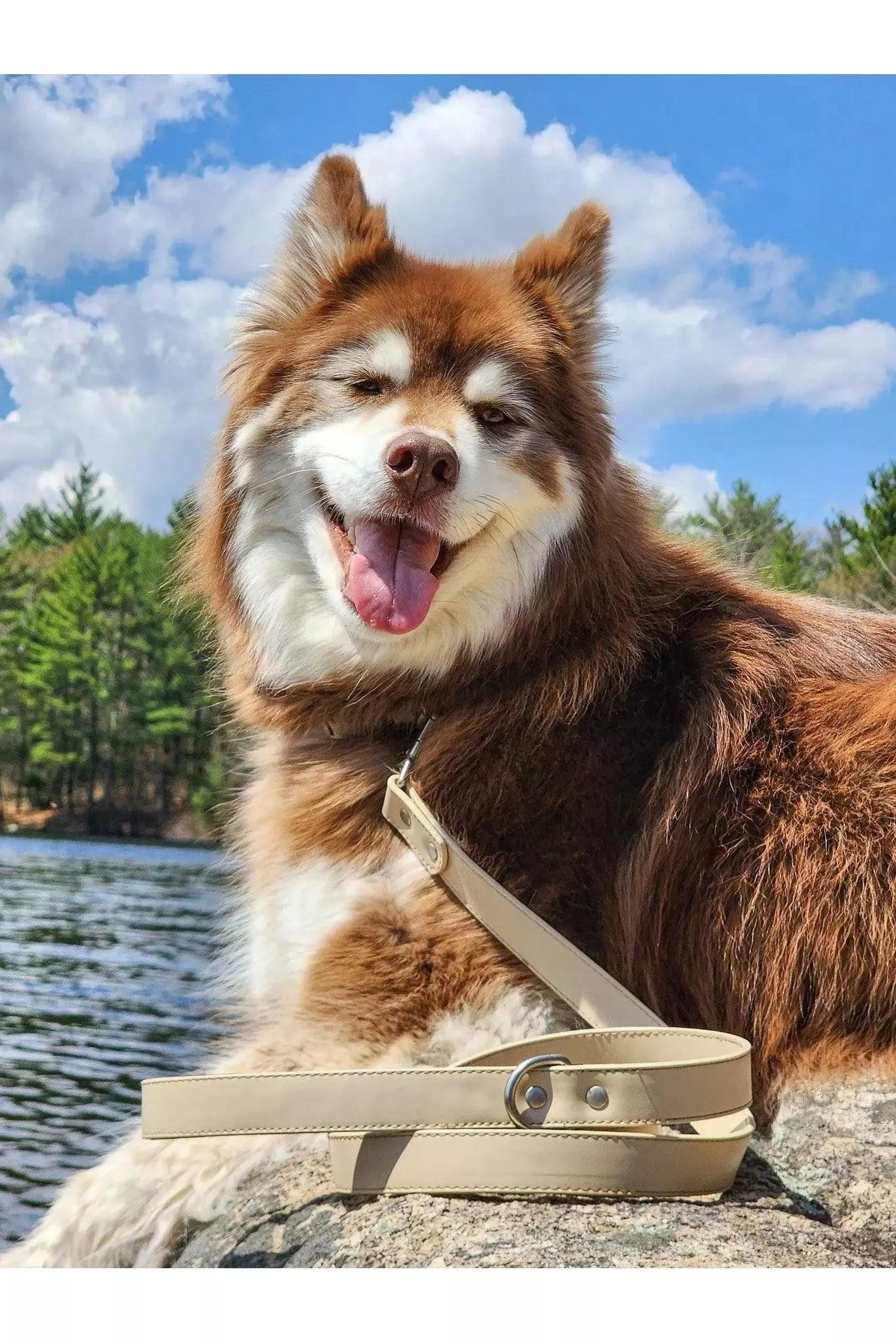 Champagne Fizz Vegan Leather Dog Leash - Purrfect Pet Kingdom