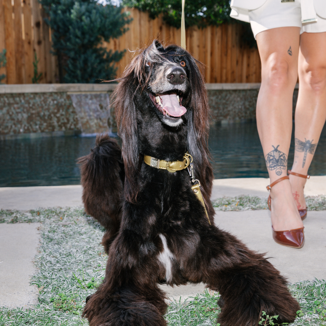 Champagne Gold Cactus Leash 🐾 - Purrfect Pet Kingdom