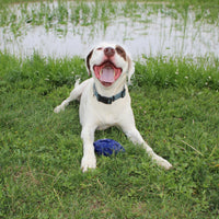 Chewie Squeak Rubber Football