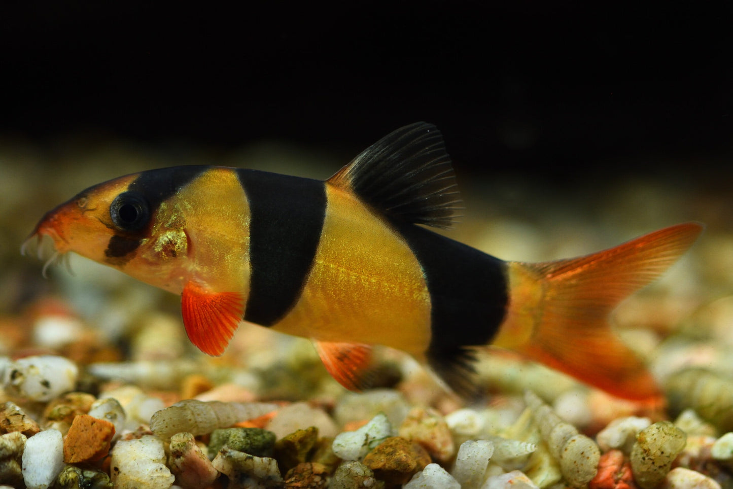 Clown Loach Live Tropical Fish (2 Inch)