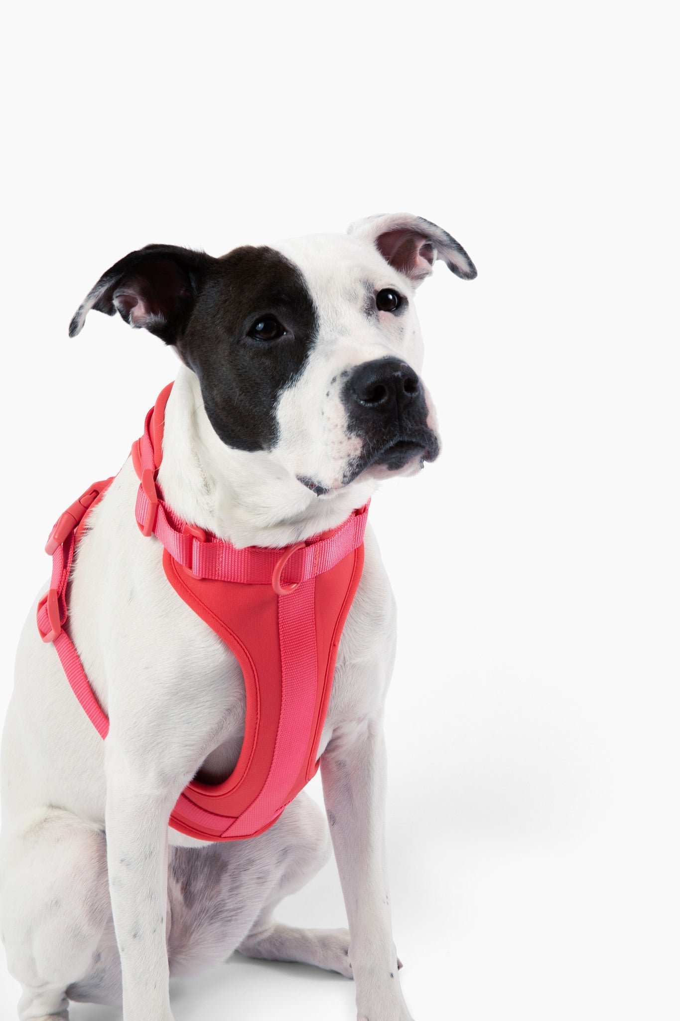 Harness - Pet Collars & Harnesses - Come Here Buddy