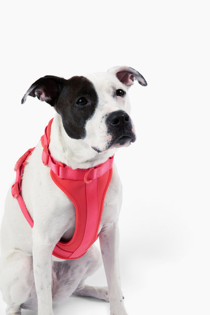 Harness - Pet Collars & Harnesses - Come Here Buddy
