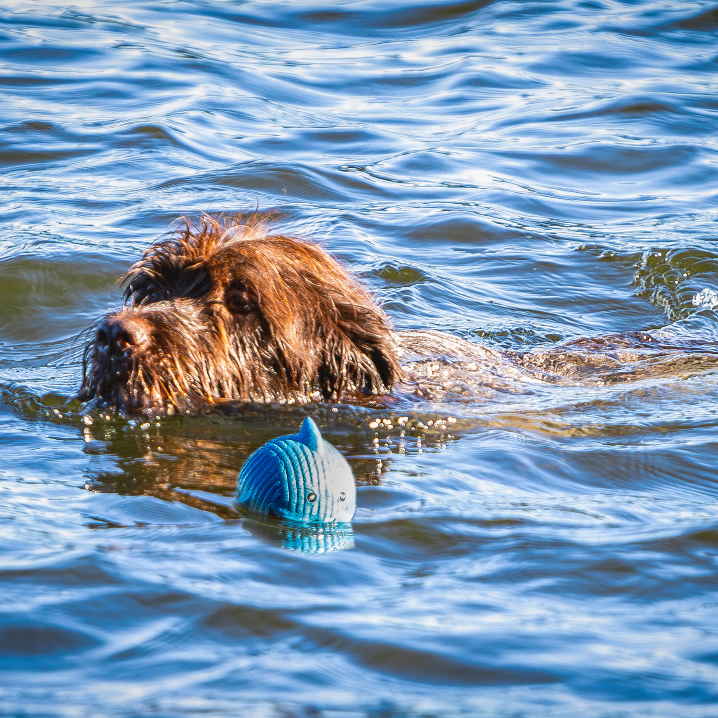 Dog Toy Finn the Shark Ruff-Tex Latex Ball Toy Large Essenti - size and texture image for dog toy