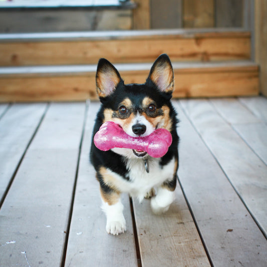 KONG Squeezz Crackle Bone Interactive Dog Toy 👑