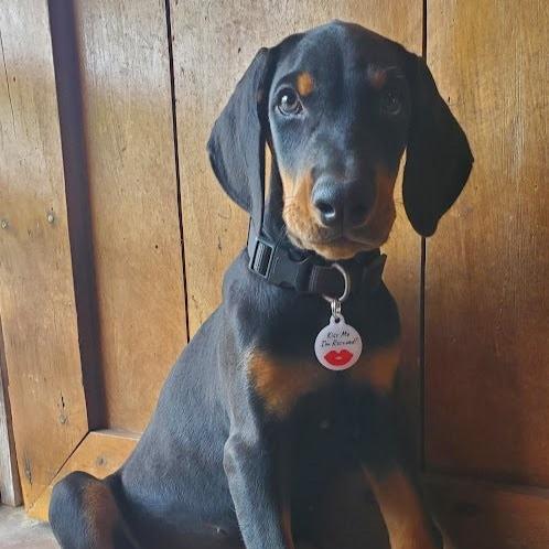 PetHub QR ID Pet Tag - KIss Me I'm Rescued - Purrfect Pet Kingdom