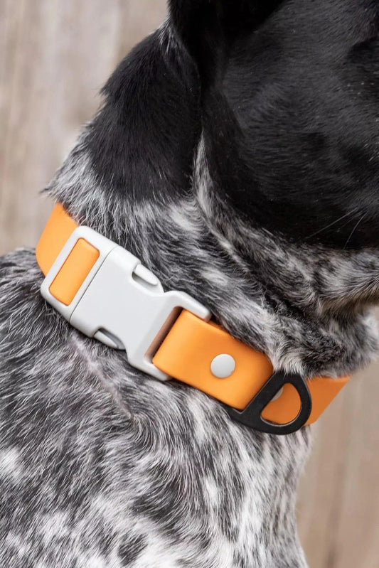 Crimson Glow Waterproof Dog Collar - Dog Collar - Aria the Fox
