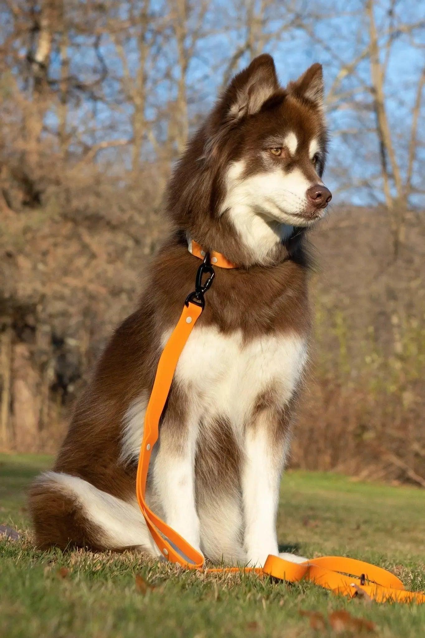 Crimson Glow Waterproof Dog Collar - Dog Collar - Aria the Fox