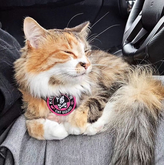 Cat Squad Pink and Black - Morale Patch