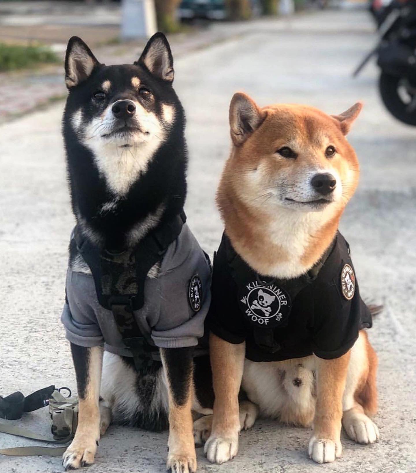 H1 Tactical Dog Hoodie