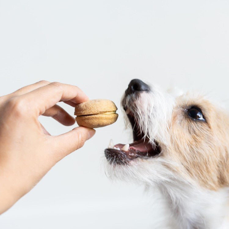 Bonne et Filou Dog Macarons (Box of 6)