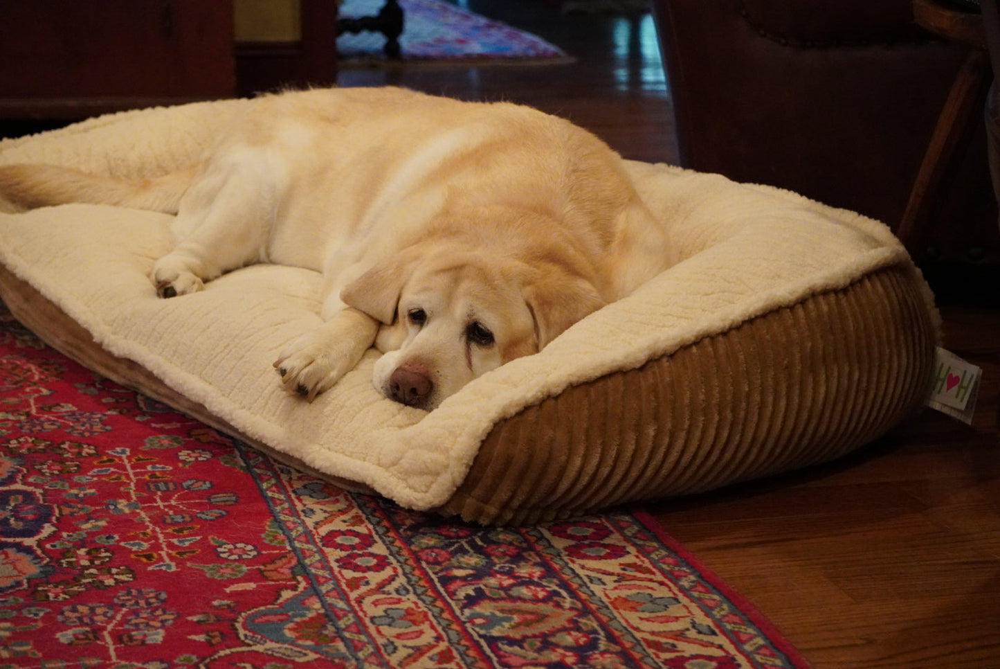 Dog Bed Scout Perfect Bolster Bed for Daily Use for Comfort - gallery product image for dog bed