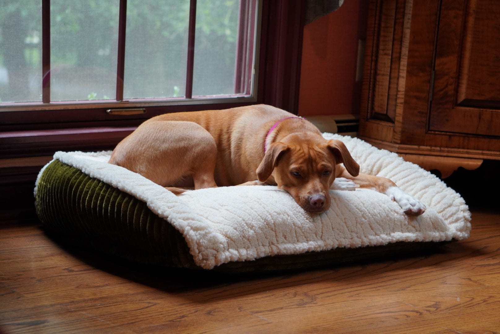 Dog Bed Scout Perfect Bolster Bed for Daily Use for Comfort - gallery product image for dog bed