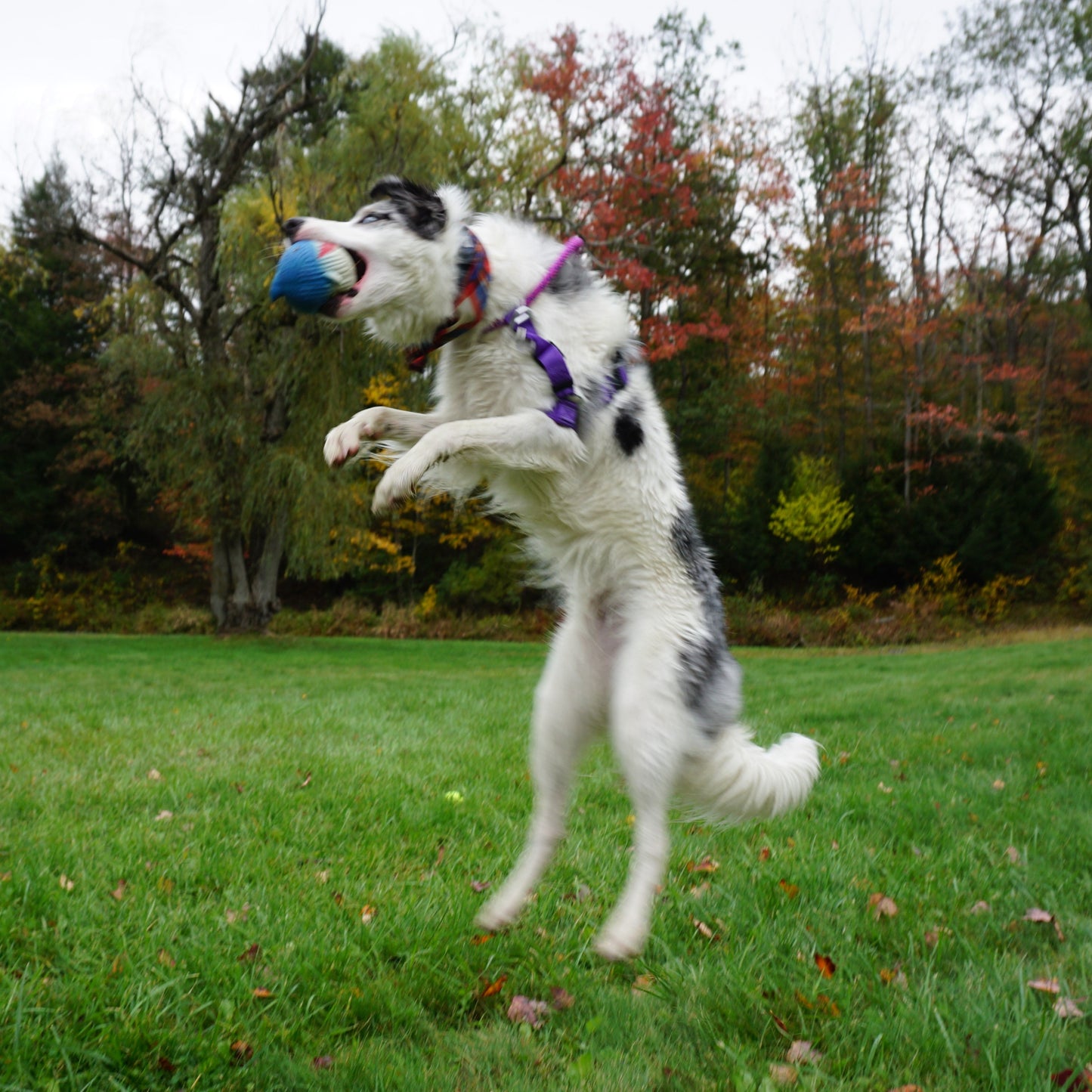 Finn the Shark Ruff-Tex® Latex Ball Dog Toy, Large