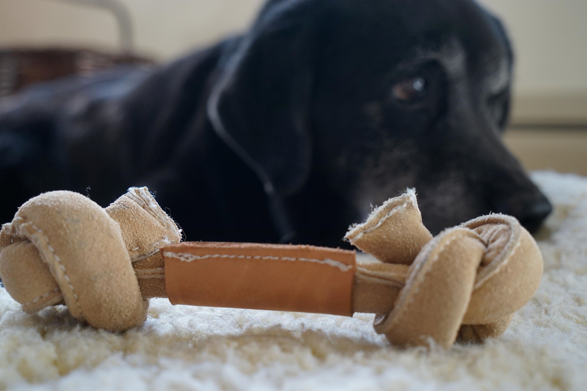 Dog Treats Huggle-Hide Natural Leather Bone Toy Pack Essenti - size and texture image for dog treats