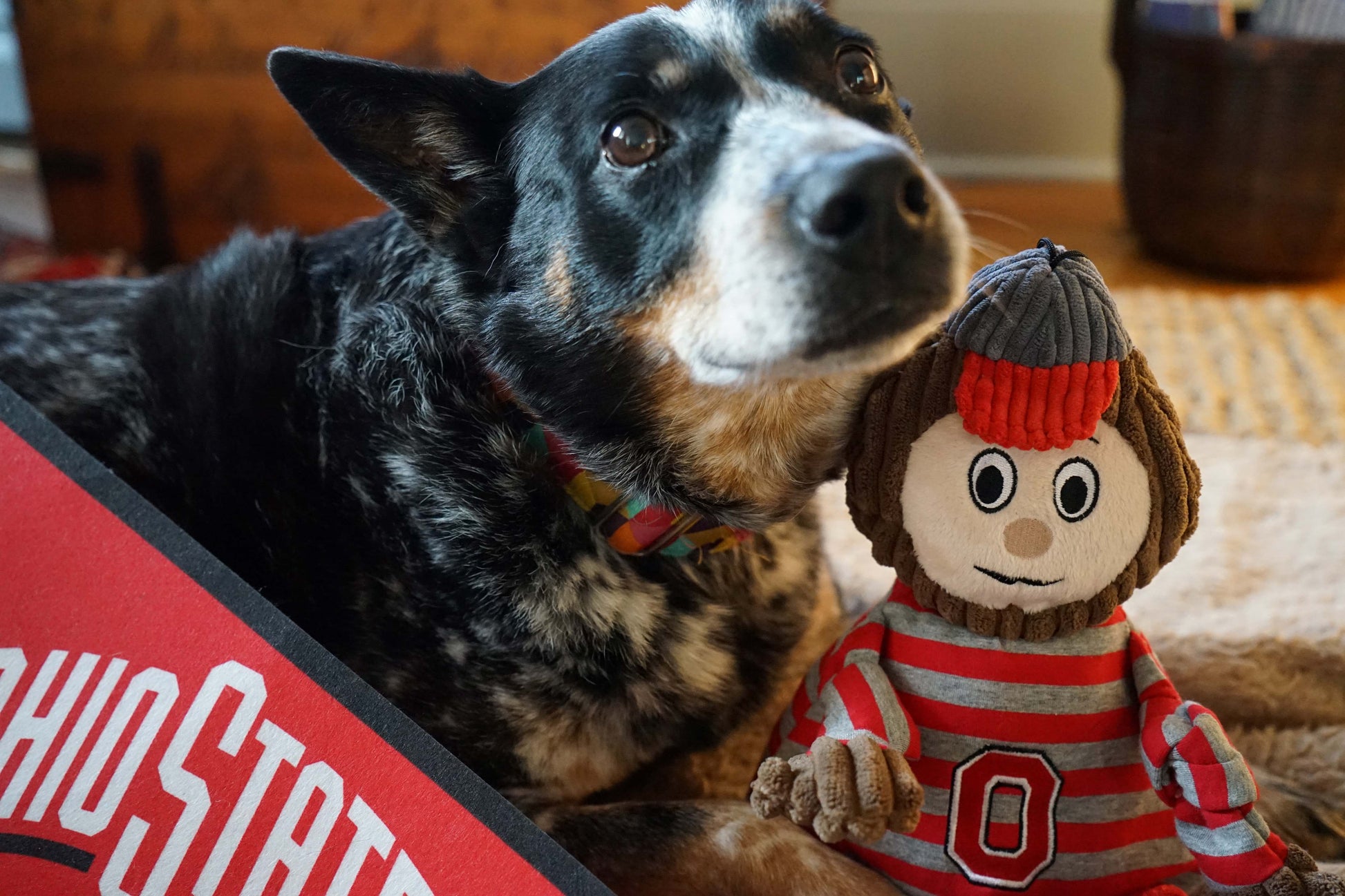 Dog Toy NCAA Ohio State University Brutus the Buckeye Essent - gallery product image for dog toy