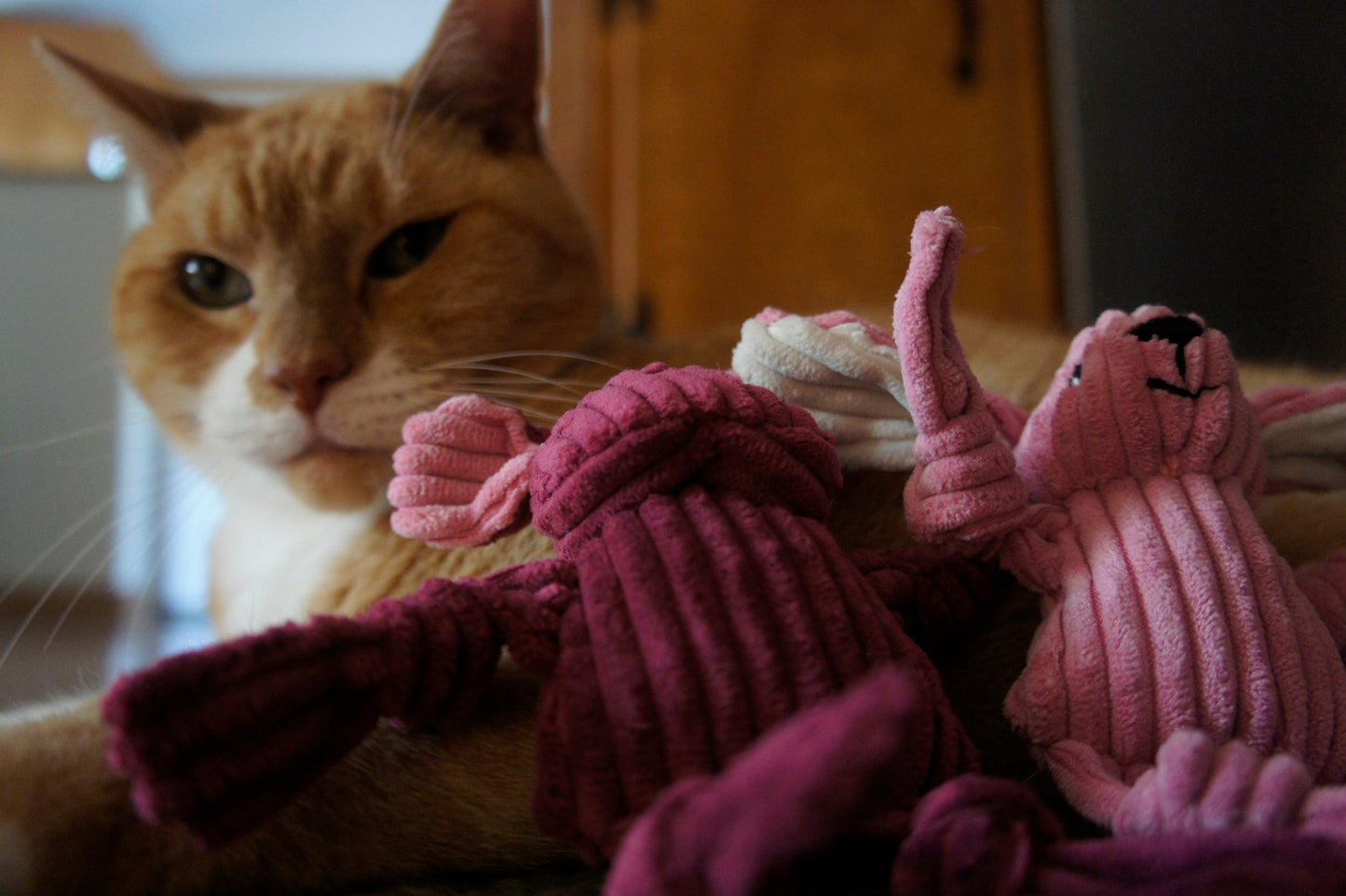 Interactive Organic Woodland HuggleKats Bucket for Cats 55