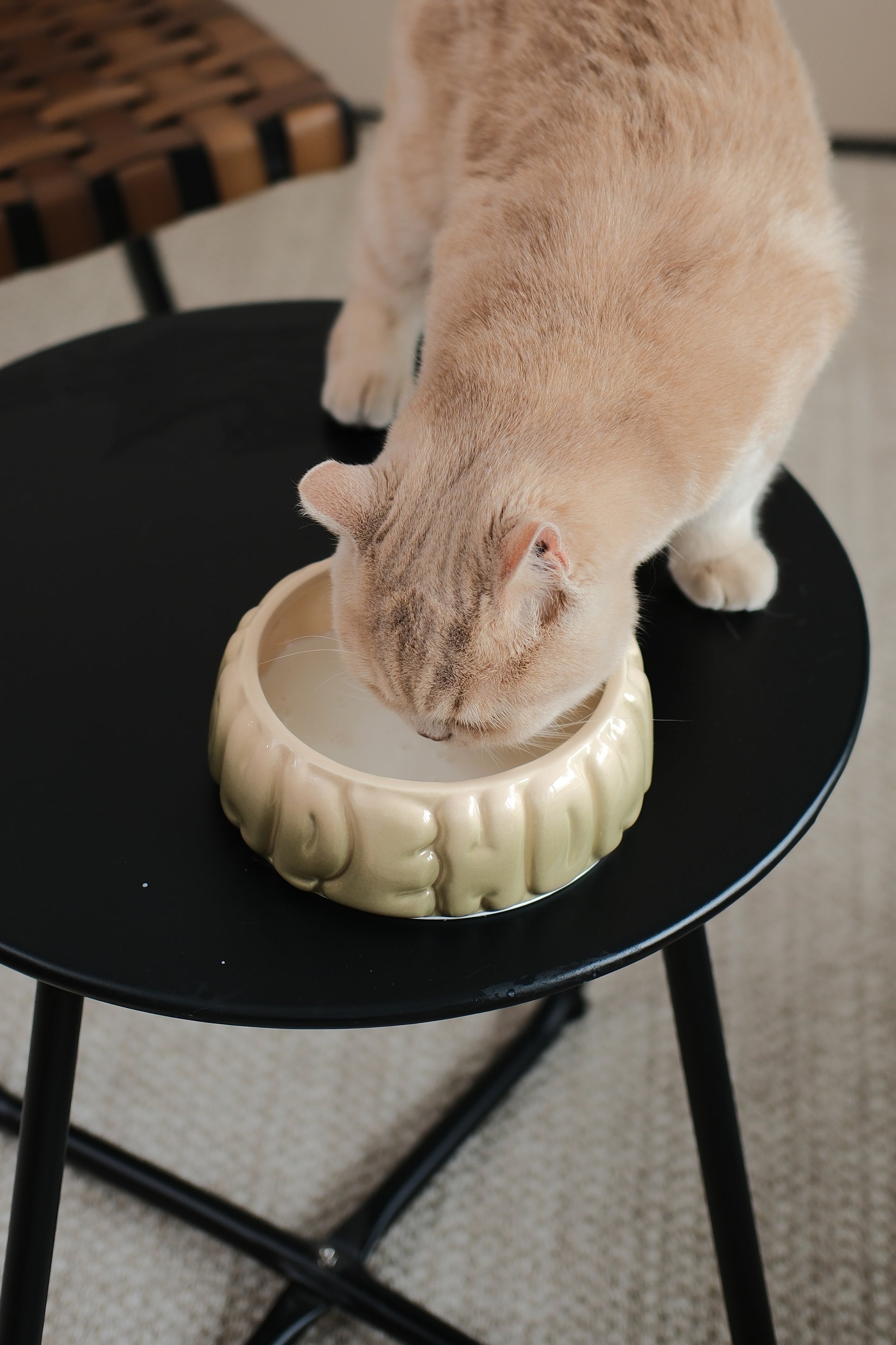 pehomnyc Puff Pet Bowl in Gradient Olive. Glossy ceramic pet bowl with puffy, ridged texture, shown with a cat.