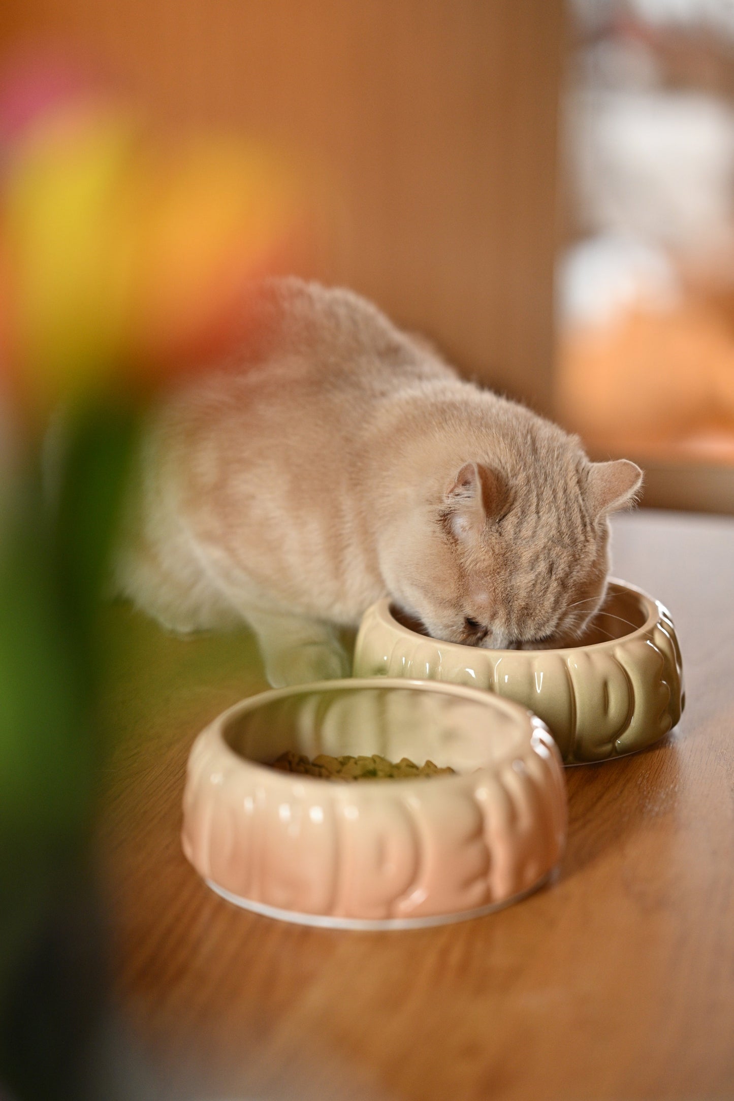 Spill-Proof Gradient Resin Dining Bowl for Small Pet Cats