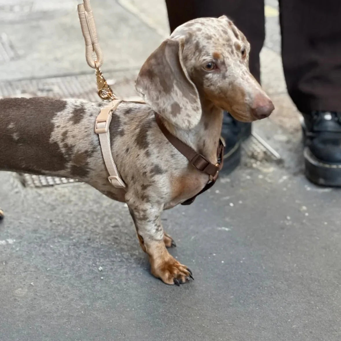 Adjustable Blue and Green Dog Harness with Premium Hardware by Purrfect Pet Kingdom on a brown dapple dachshund.