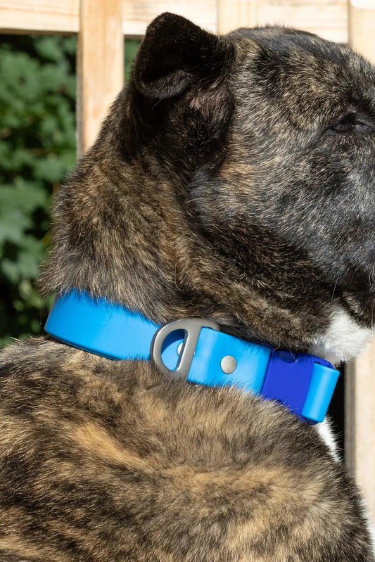 Dockside Adventures Waterproof Dog Collar - Collar - Aria the Fox
