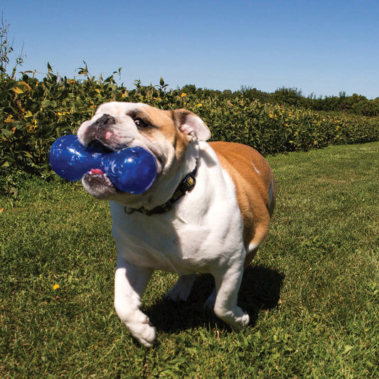 Kong Squeezz Dumbbell Large - Dog Toy - The Family Pet