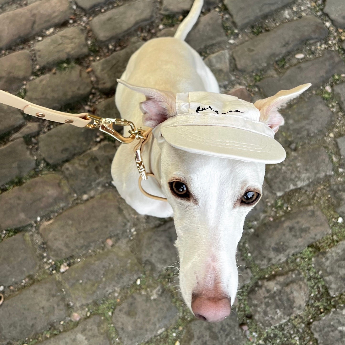 Furever Pet Hat - Pet Hat - Elise Galleria