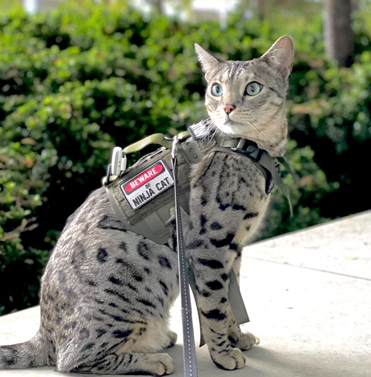 Beware of Ninja Cat Morale Patch