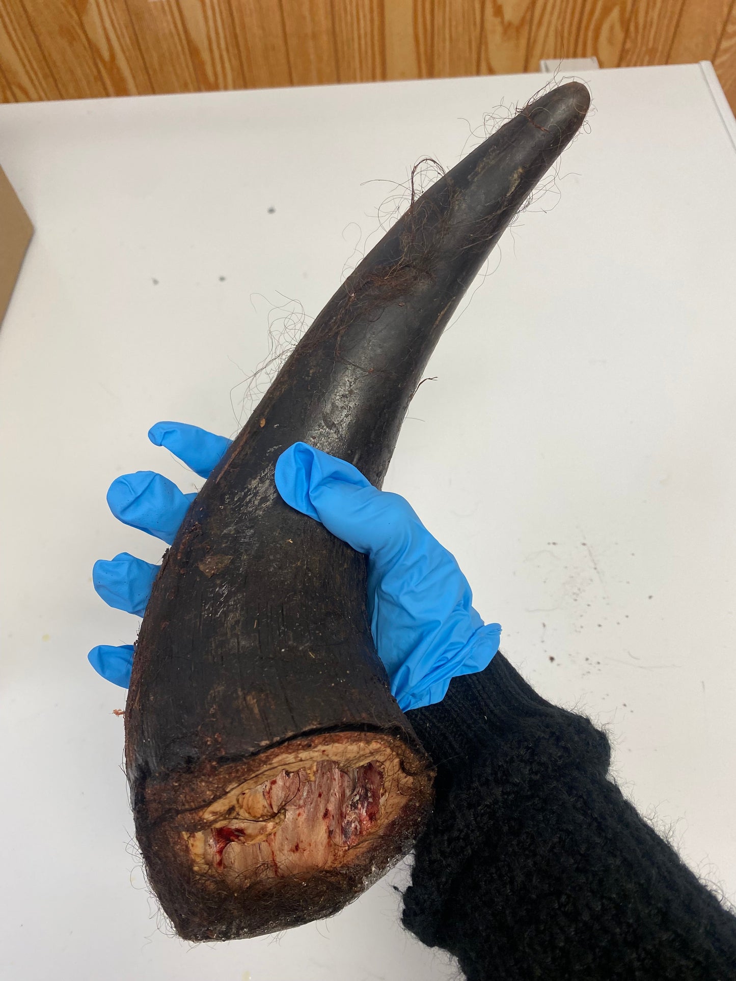 Bison Horn (Grass Fed & Finished) | Purrfect Pet Kingdom