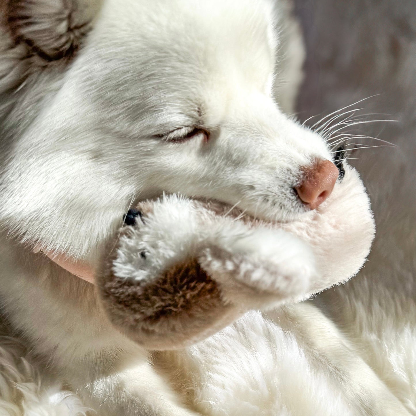 Pegy Mini Plushie - Pet Toy - Elise Galleria