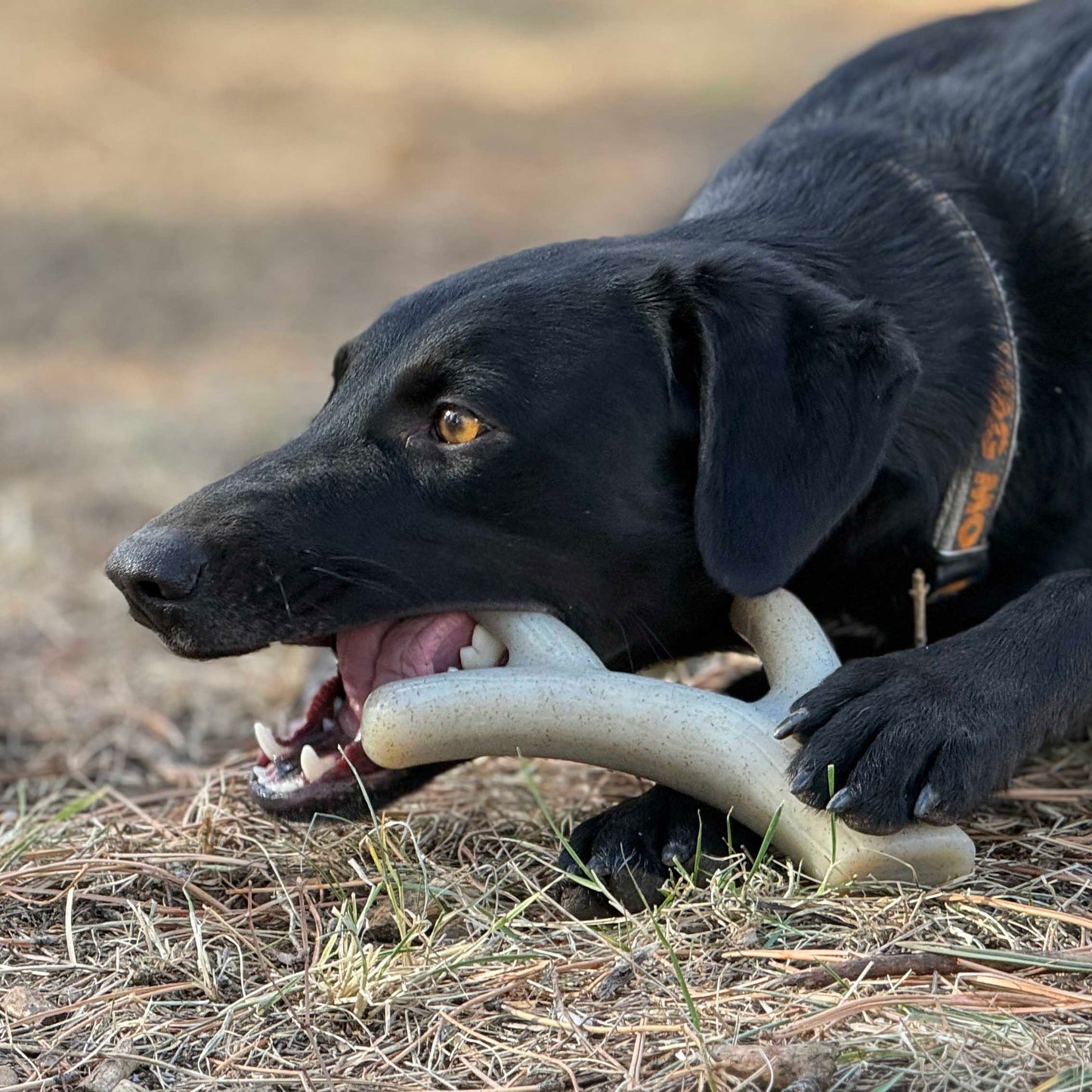 Ever Antler Nylon Chew Bone | Elk Antler Shaped Dog Toy for
