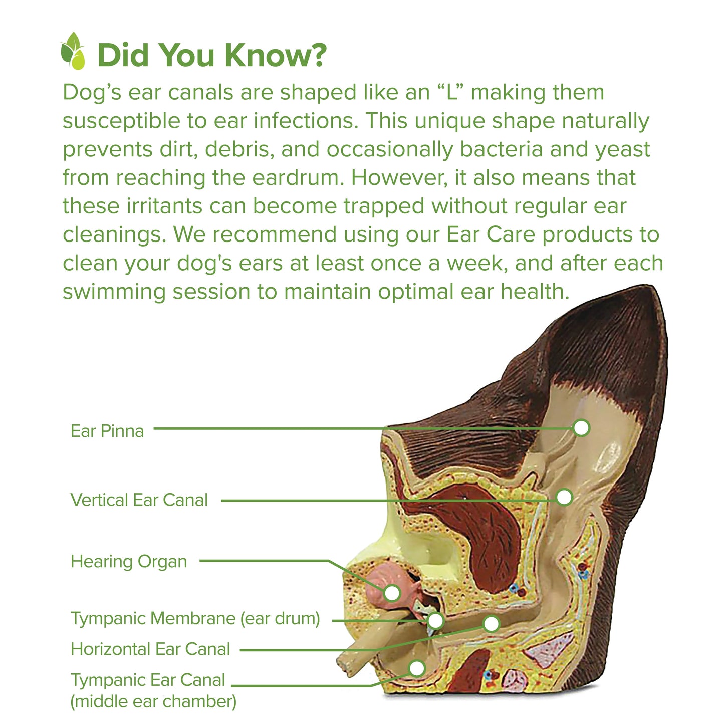 Ear Cleansing System