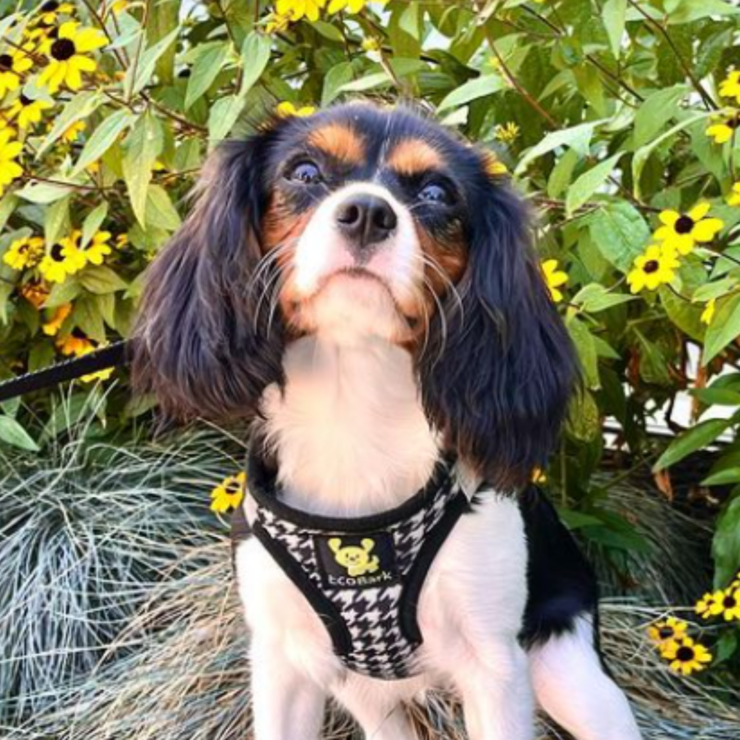 Dog Harness EcoBark Step In Harness XXXS to Small Breeds- - gallery product image for dog harness