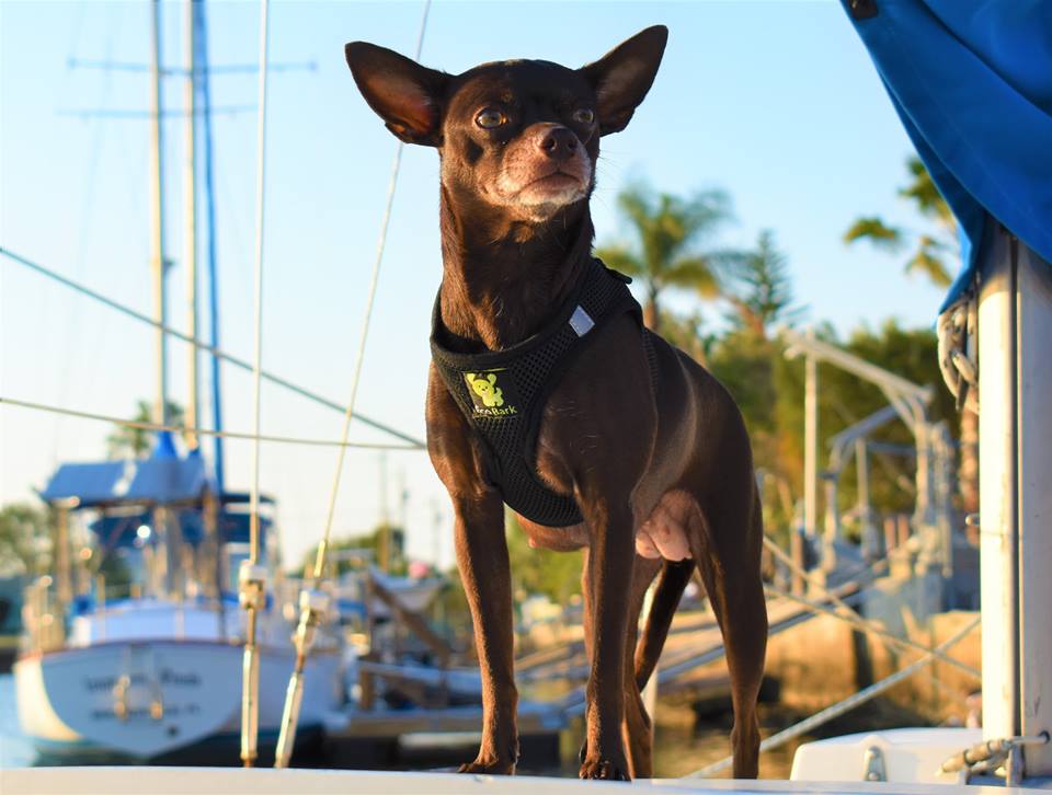 EcoBark Step In Dog Harness Reflective Mesh For Small Breeds