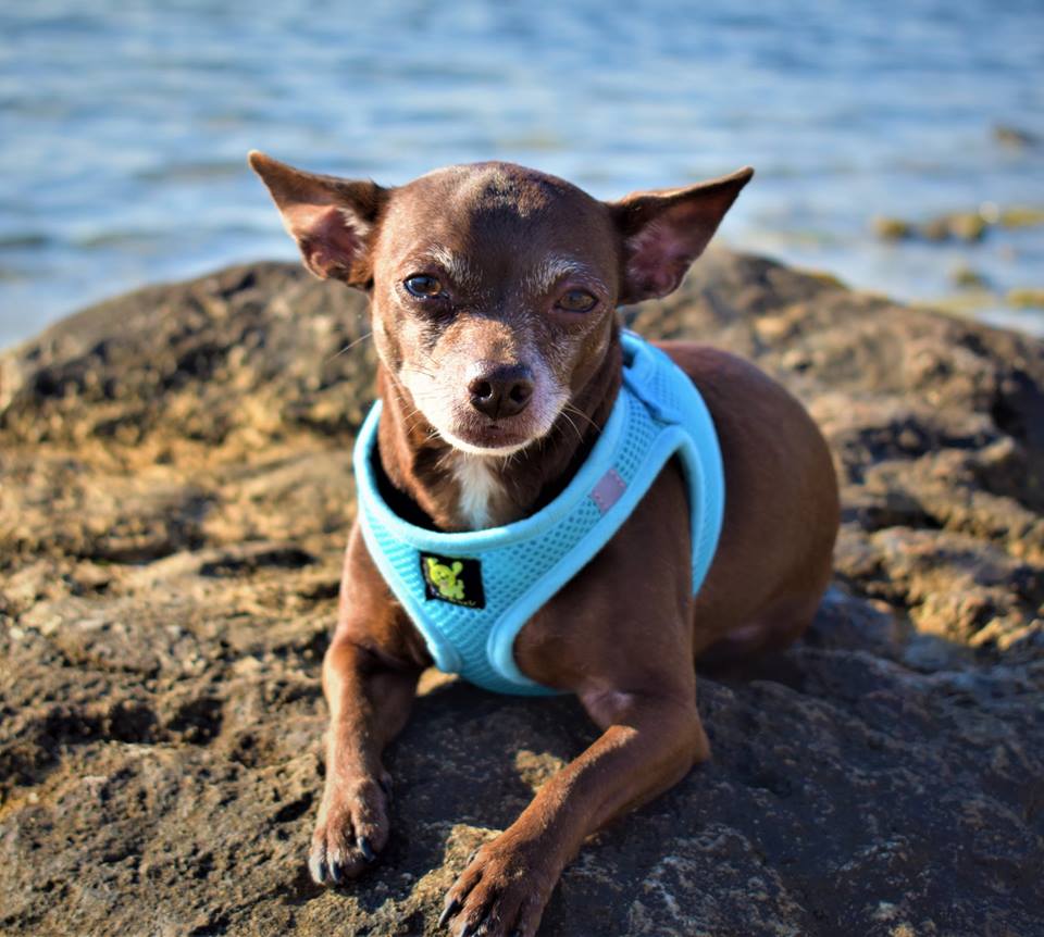 Dog Harness EcoBark Step In Harness XXXS to Small Breeds- - gallery product image for dog harness