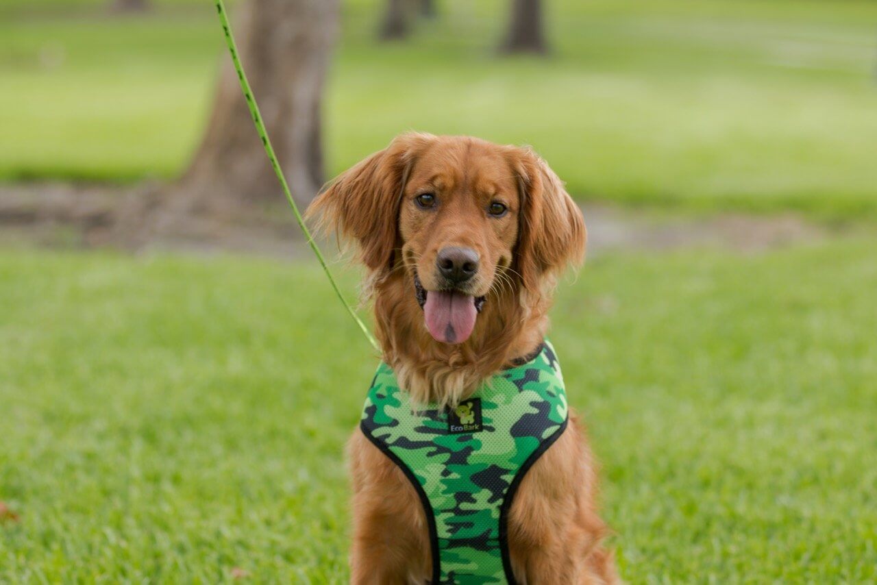 Eco Style Dog Harness with Secure Fit for Dogs and Cats - Dog Harness view 6 from Purrfect Pet Kingdom