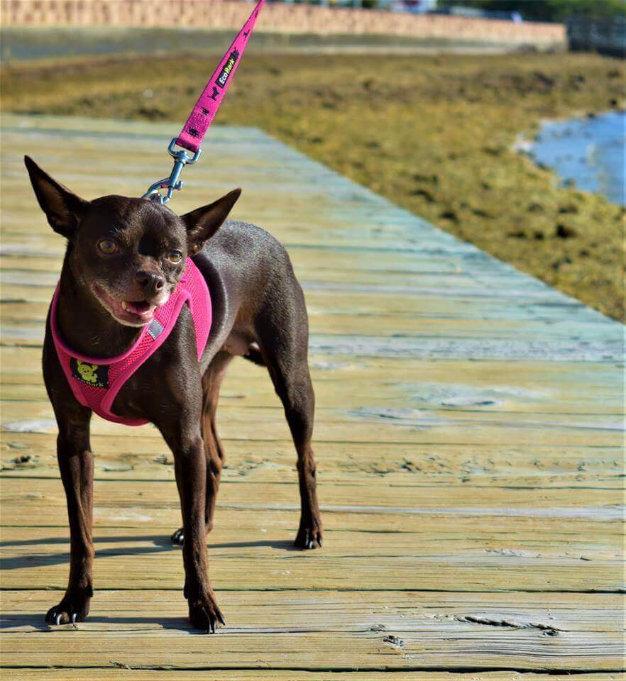 Dog Leash Pink Leash by EcoBark Padded Comfort Grip Leash - gallery product image for dog leash