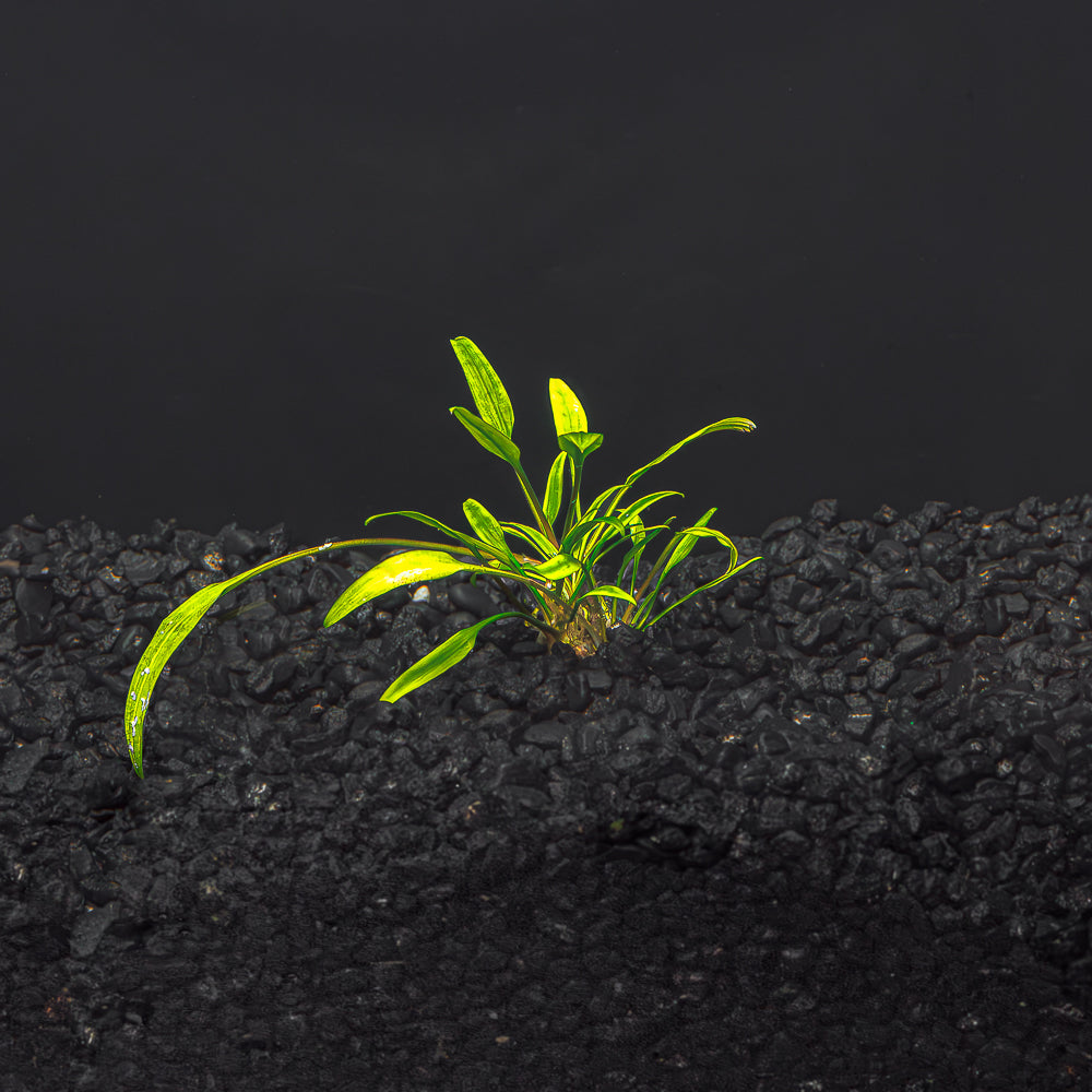 Cryptocoryne Lucen