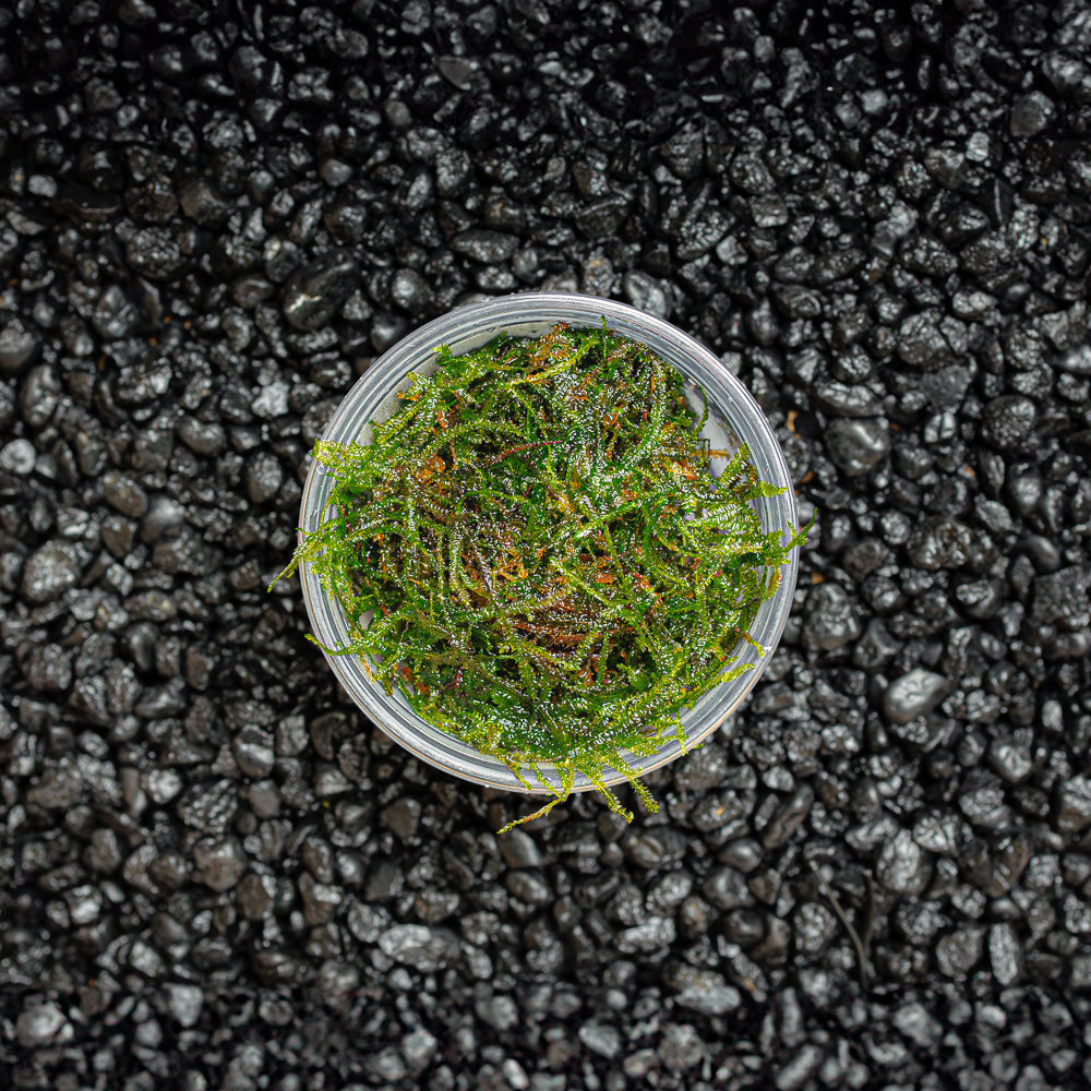 Weeping Moss | Vesicularia Ferriei