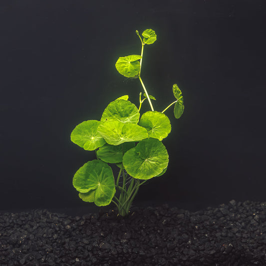 Pennywort | Hydrocotyle leucocephala