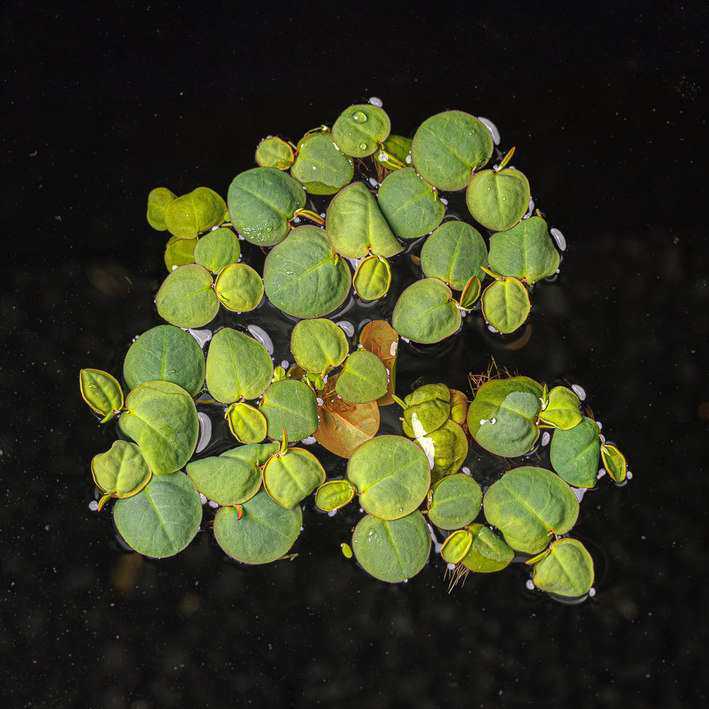 Red Root Floater | Phyllanthus Fluitans