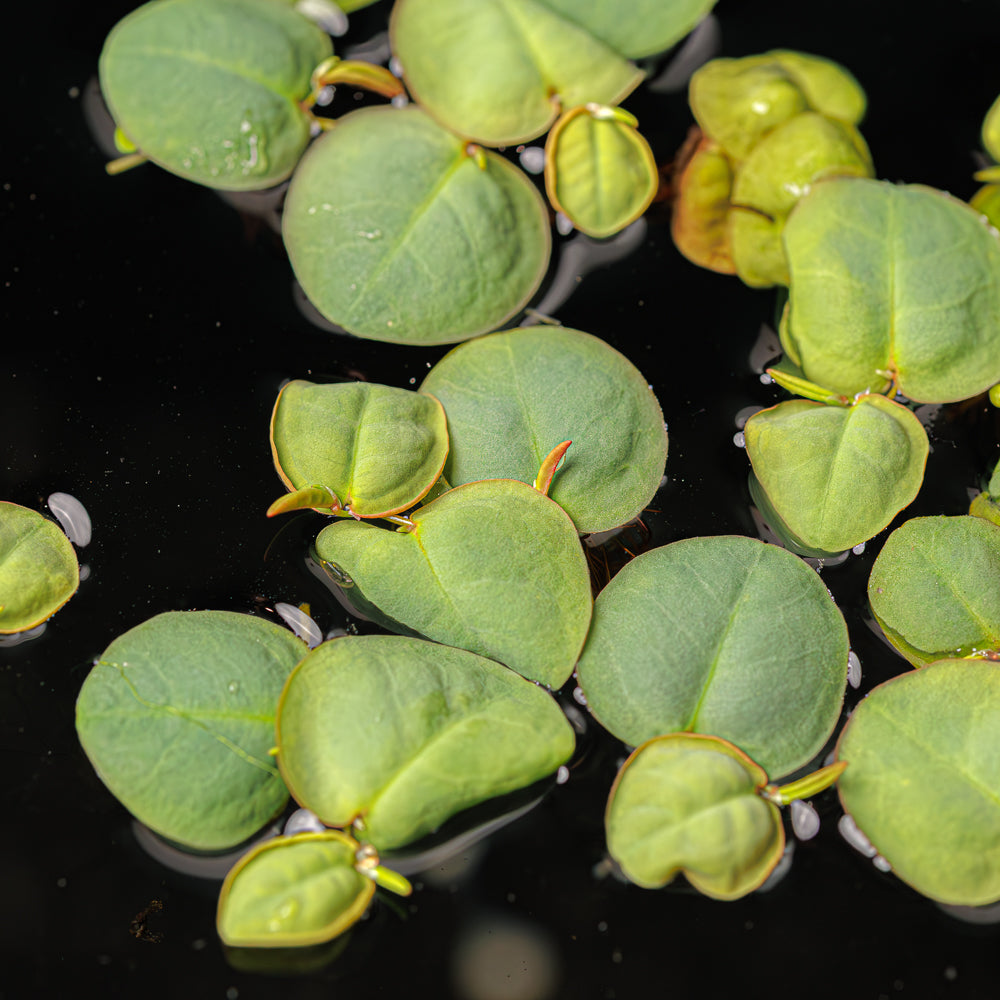 Red Root Floater | Phyllanthus Fluitans