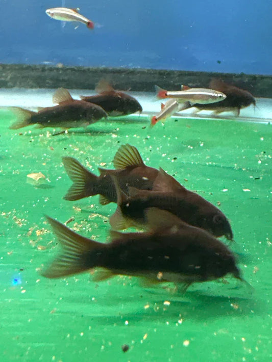 Black Venezuela Cory Catfish (Corydoras schultzei), Tank-Bred