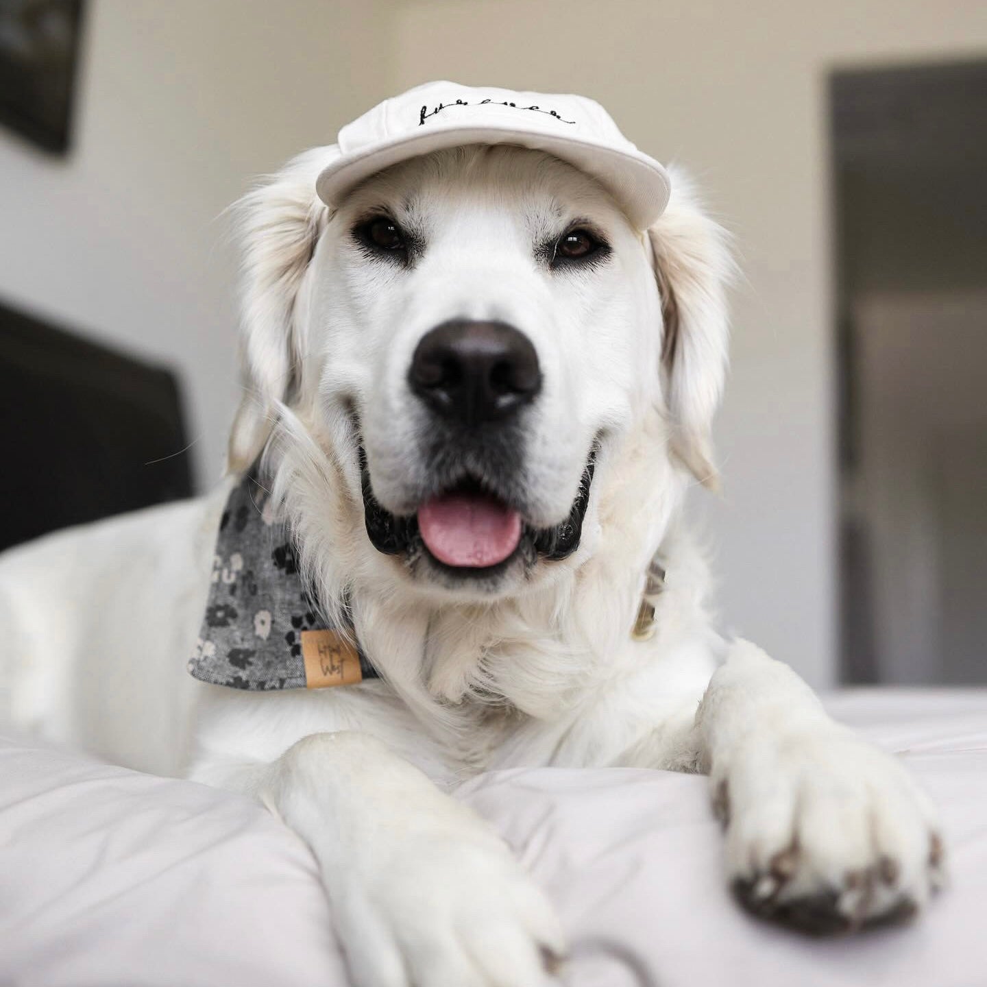 Furever Pet Hat - Pet Hat - Elise Galleria