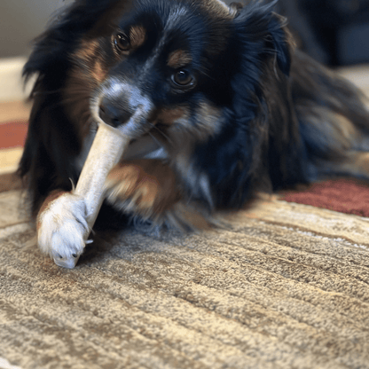 Elk Antlers Dog Chews Whole And Split Options 🦌