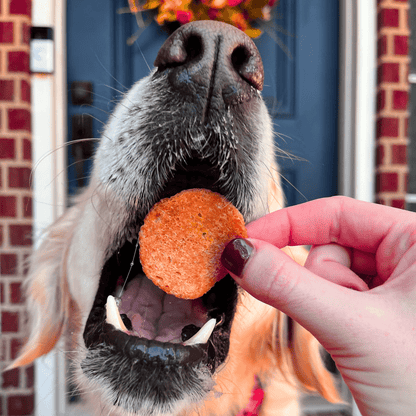 Dog Treats Turkey Feast Chips 3-Pack 12oz 🦃