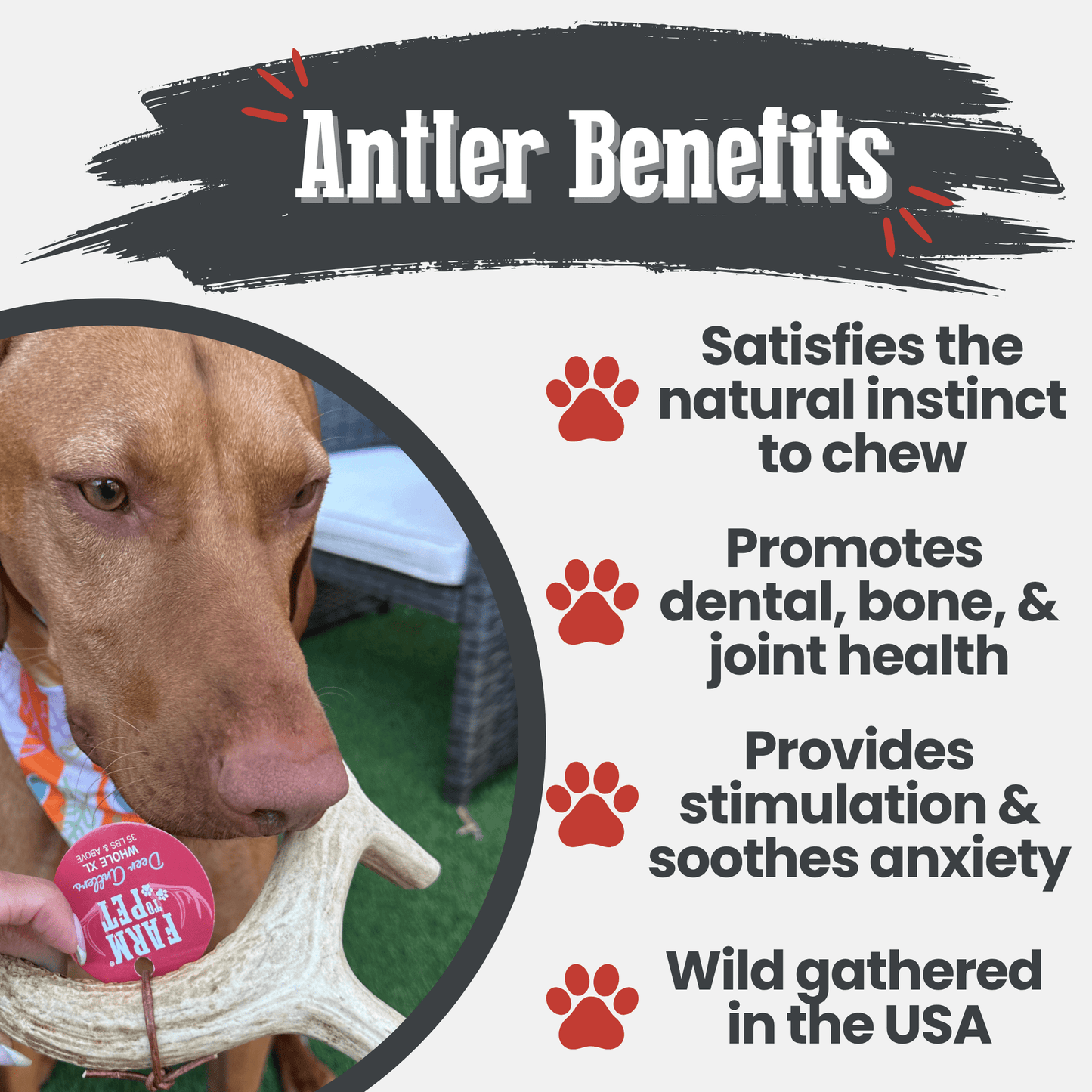 Deer Antler Dog Chews Large Whole 6 Oz 🦌