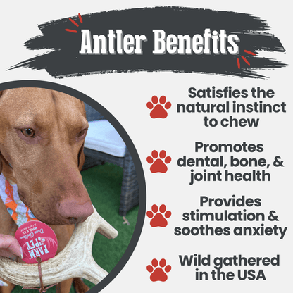Deer Antler Dog Chews Large Whole 6 Oz 🦌