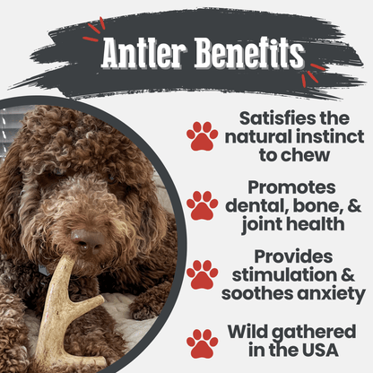 Deer Antler Dog Chews Large Whole 6 Oz 🦌